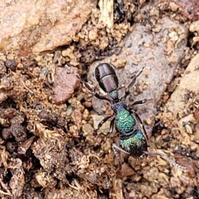 Rhytidoponera metallica (Greenhead ant) at Kowen, ACT - 13 Jul 2022 by trevorpreston