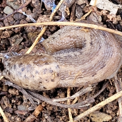 Limax maximus (Leopard Slug, Great Grey Slug) at Kowen, ACT - 13 Jul 2022 by trevorpreston