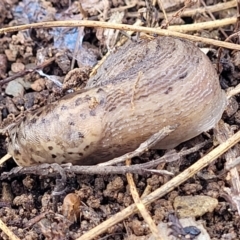 Limax maximus at Kowen, ACT - 13 Jul 2022