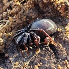 Storosa obscura (Dark Storosa) at Kowen Escarpment - 13 Jul 2022 by trevorpreston