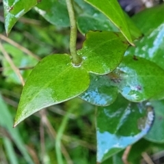 Veronica perfoliata (Digger's Speedwell) at Kowen Escarpment - 13 Jul 2022 by trevorpreston