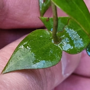 Veronica perfoliata at Kowen, ACT - 13 Jul 2022