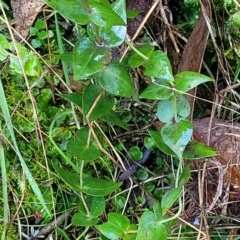 Veronica perfoliata at Kowen, ACT - 13 Jul 2022