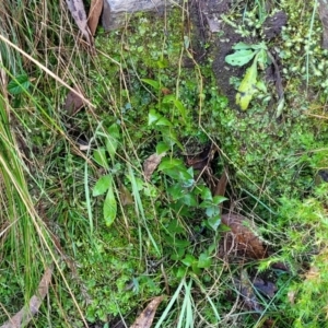 Veronica perfoliata at Kowen, ACT - 13 Jul 2022