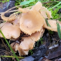 Clitocybe s. l. at Kowen, ACT - 13 Jul 2022