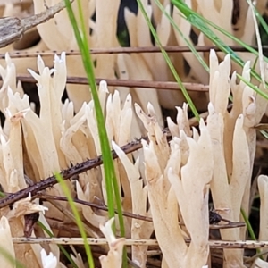 Clavulina sp. at Kowen Escarpment - 13 Jul 2022