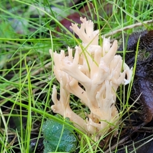 Clavulina sp. at Kowen Escarpment - 13 Jul 2022