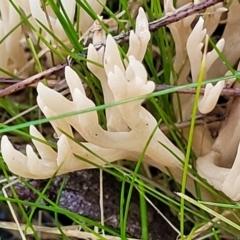 Clavulina sp. at Kowen Escarpment - 13 Jul 2022