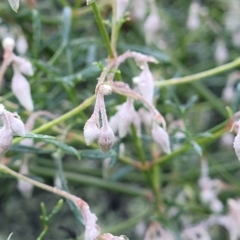 Clematis leptophylla (Small-leaf Clematis, Old Man's Beard) at Kowen, ACT - 12 Jul 2022 by trevorpreston