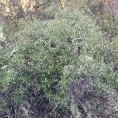 Clematis leptophylla at Kowen, ACT - 13 Jul 2022