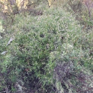 Clematis leptophylla at Kowen, ACT - 13 Jul 2022 09:50 AM