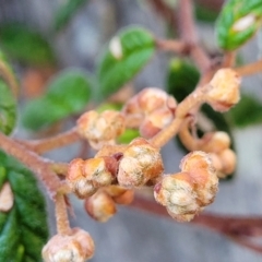 Pomaderris betulina (Birch Pomaderris) at Kowen Escarpment - 13 Jul 2022 by trevorpreston