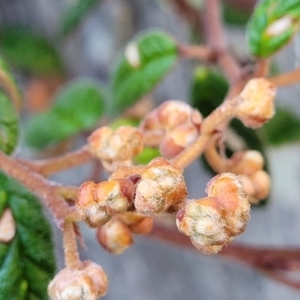 Pomaderris betulina at Kowen, ACT - 13 Jul 2022