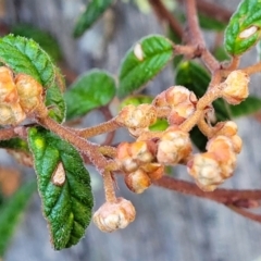 Pomaderris betulina at Kowen, ACT - 13 Jul 2022