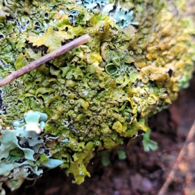 Parmeliaceae (family) (A lichen family) at Kowen, ACT - 13 Jul 2022 by trevorpreston