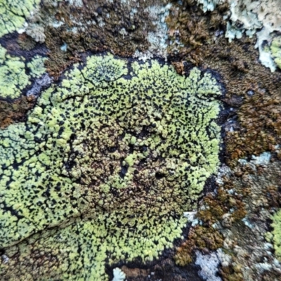 Rhizocarpon geographicum (Yellow Map Lichen) at Kowen, ACT - 13 Jul 2022 by trevorpreston