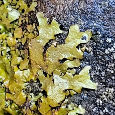 Lichen - foliose at Kowen Escarpment - 12 Jul 2022 by trevorpreston