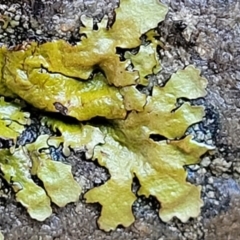 Lichen - foliose at Kowen, ACT - 13 Jul 2022