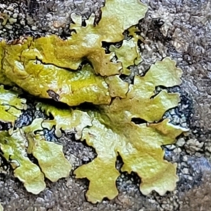 Lichen - foliose at Kowen, ACT - 13 Jul 2022