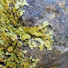 Lichen - foliose at Kowen, ACT - 13 Jul 2022