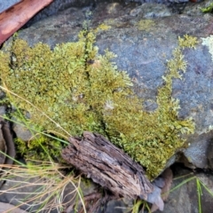 Lichen - foliose at Kowen, ACT - 13 Jul 2022