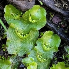 Lunularia cruciata (A thallose liverwort) at Kowen, ACT - 12 Jul 2022 by trevorpreston