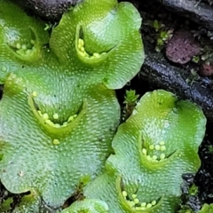 Lunularia cruciata at Kowen, ACT - 13 Jul 2022