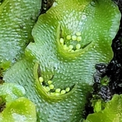 Lunularia cruciata at Kowen, ACT - 13 Jul 2022