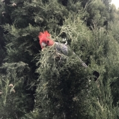 Callocephalon fimbriatum (Gang-gang Cockatoo) at Deakin, ACT - 12 Jul 2022 by KimF