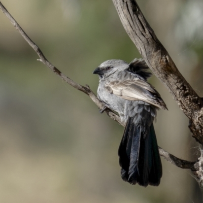 Struthidea cinerea (Apostlebird) at Bethungra, NSW - 10 Jul 2022 by trevsci