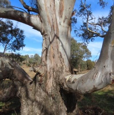 Eucalyptus blakelyi (Blakely's Red Gum) at Theodore, ACT - 13 Jul 2022 by OwenH
