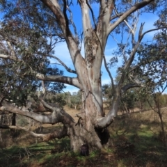 Eucalyptus blakelyi at Tuggeranong Hill - 13 Jul 2022 12:52 PM
