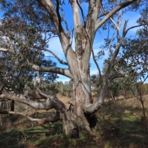 Eucalyptus blakelyi at Tuggeranong Hill - 13 Jul 2022