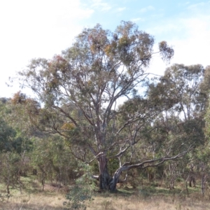 Eucalyptus blakelyi at Tuggeranong Hill - 13 Jul 2022 12:52 PM
