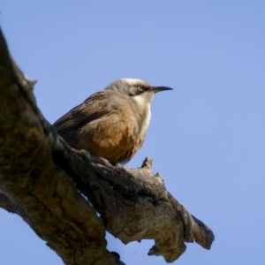 Pomatostomus temporalis at Bethungra, NSW - 10 Jul 2022