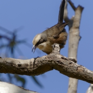 Pomatostomus temporalis at Bethungra, NSW - 10 Jul 2022