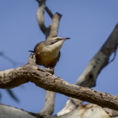 Pomatostomus temporalis at Bethungra, NSW - 10 Jul 2022