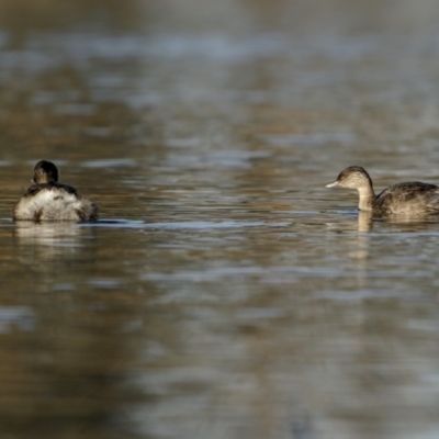 Poliocephalus poliocephalus (Hoary-headed Grebe) at Bethungra, NSW - 10 Jul 2022 by trevsci