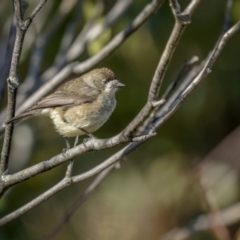 Aphelocephala leucopsis (Southern Whiteface) at Bethungra, NSW - 10 Jul 2022 by trevsci