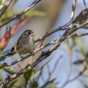 Aphelocephala leucopsis at Bethungra, NSW - 10 Jul 2022