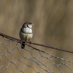 Stizoptera bichenovii (Double-barred Finch) at Bethungra, NSW - 10 Jul 2022 by trevsci