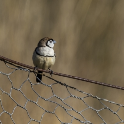 Stizoptera bichenovii (Double-barred Finch) at Bethungra, NSW - 10 Jul 2022 by trevsci