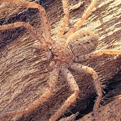 Isopeda canberrana (Canberra Huntsman Spider) at Mount Painter - 13 Jul 2022 by trevorpreston