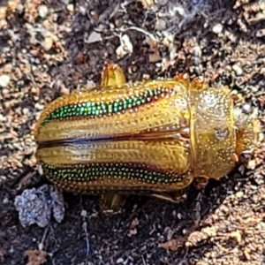 Calomela juncta at Molonglo Valley, ACT - 13 Jul 2022