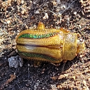 Calomela juncta at Molonglo Valley, ACT - 13 Jul 2022