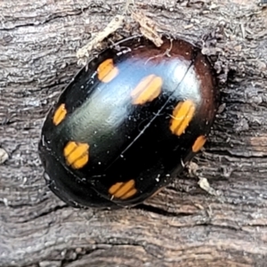 Paropsisterna octosignata at Molonglo Valley, ACT - 13 Jul 2022