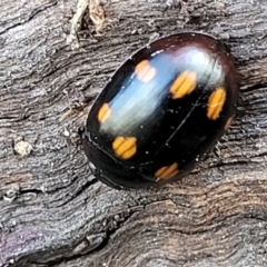 Paropsisterna octosignata at Molonglo Valley, ACT - 13 Jul 2022