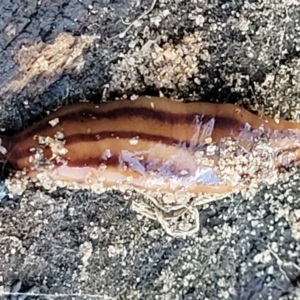 Anzoplana trilineata at Molonglo Valley, ACT - 13 Jul 2022