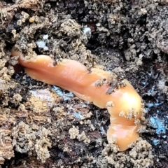 Australoplana alba (A flatworm) at Aranda Bushland - 13 Jul 2022 by trevorpreston
