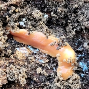 Australoplana alba at Molonglo Valley, ACT - 13 Jul 2022